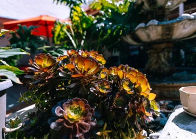 Succulents in the courtyard at Glendale Healthcare Center
