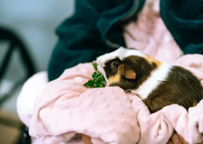 A guinea pig laying on a blanket at Glendale Healthcare Center
