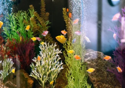 A large fish tank at Valley Palms