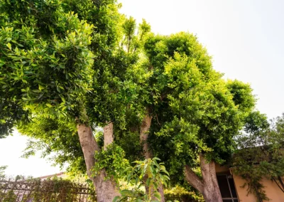Large green trees outside of Valley Palms