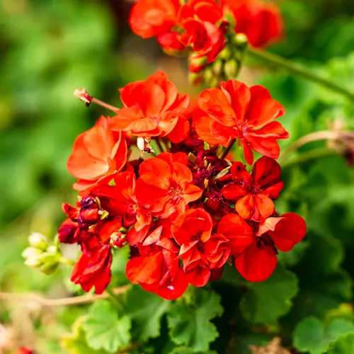 Casitas-400x400-20 Red flowers in the garden of Casitas