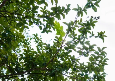 A shot of trees at Casitas Care Center