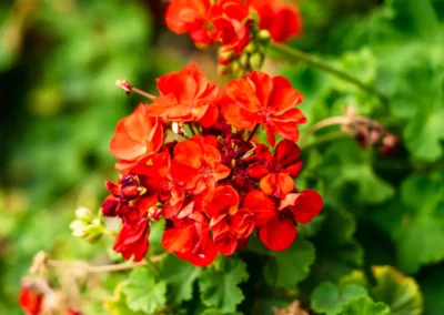 Red flowers outside at Casitas Care Center