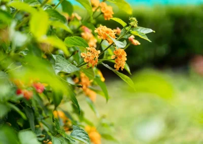 Yellow flowers outside at Casitas Care Center