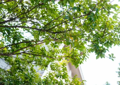 Trees at Casitas Care Center