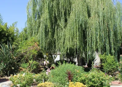A garden planter and large willow tree