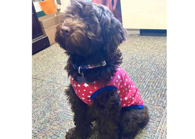 pet therapy bernadoodle, so cute.