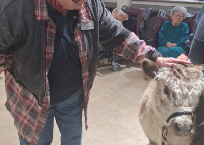 An elderly resident petting a baby cow at Farmington Village